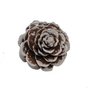 Natural pine cone with snow-dusted edges for DIY Christmas and winter table decoration