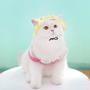 Close-up of a white cat wearing a yellow sun hat and pink pet outfit for summer