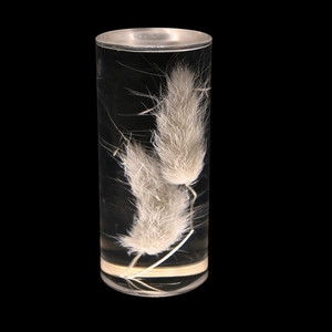 Detail of preserved white rabbit tail grass inside a clear acrylic cylindrical table lamp