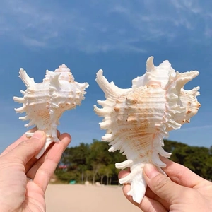 Macro shot of two natural murex seashells held in hand against a sunny beach background