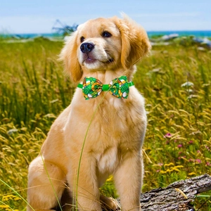 Cucciolo di Golden Retriever con papillon verde a quadrifoglio per San Patrizio