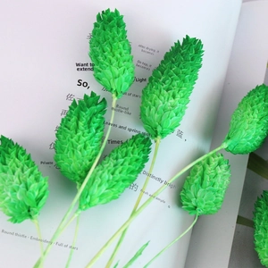 Macro detail of bright green Phalaris dried flowers for natural home decor and DIY crafts