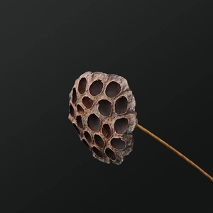 Natural dried lotus seed pods with long stems for minimalist Zen home decoration