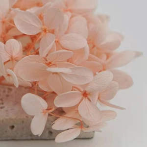 Diffusore di aromi con ortensie rosa e fiori stabilizzati per decorazione casa e ufficio