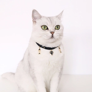 Close-up of a black velvet pet collar with gold stars and a fishbone charm on a cat