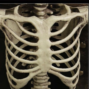Life-size plastic human rib cage and spine skeleton model for Halloween prop decoration