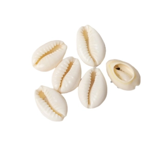 Set of six natural cowrie shells for DIY jewelry making on a clean white background