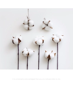 Macro shot of natural cotton heads with dried sepals and stems for home decor