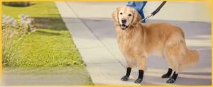 Outdoor dog boots for heat protection with black and gray stripes for summer safety