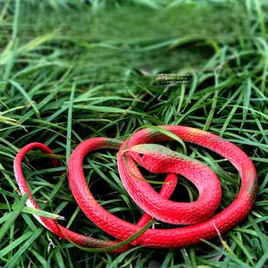 Détail d'un serpent jouet réaliste en caoutchouc rouge avec texture d'écailles