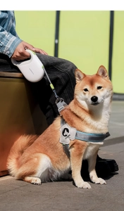 Detail of grey reflective dog harness and white retractable leash on a Shiba Inu