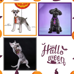 Detail showing adjustable buckles and Halloween patterns on pet ties for dogs and cats