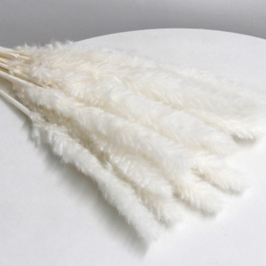 Close-up of fluffy white dried pampas grass plumes for home decor flower arrangements