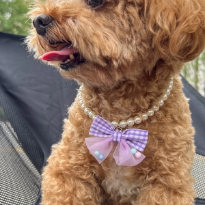 Close-up of a brown dog wearing an elegant purple plaid bow and pearl pet necklace