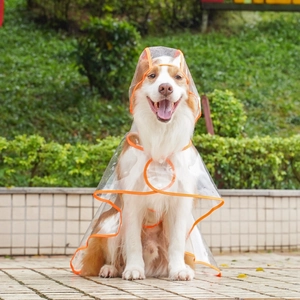 Close-up of transparent dog raincoat with orange edges on a border collie in park