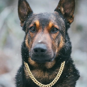 Luxury gold Cuban link dog collar with sparkling rhinestones worn by a dog in snow