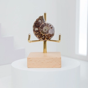 Black walnut wood base with brass mineral display stand holding an ammonite fossil