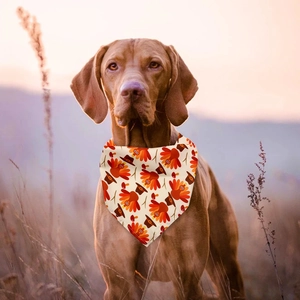 Gros plan d'un bandana de Thanksgiving pour chien avec motif dindon sous la lumière du soleil