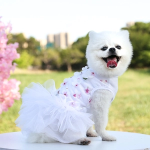 Detailed view of white floral mesh pet dress on a small dog in a sunny park setting