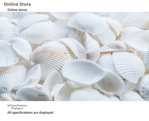 Macro detail of natural white fan-shaped shells with delicate radial ribbed texture