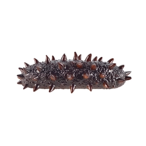 Realistic brown sea cucumber prop model with sharp spikes for display or pranks
