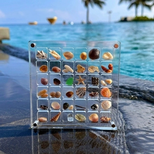 Detailed macro view of seashells in a clear acrylic specimen box by the ocean