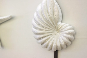 Detalle de gancho de pared de concha blanca que muestra textura y nautilus