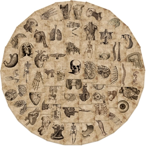 56 pieces of vintage human anatomy stickers featuring skulls and organs for luggage