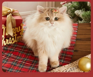 Close-up of a gingerbread man pet hair clip on a fluffy cat for Christmas styling