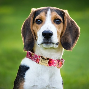 Detail view of pink floral dog collar with gold metal buckle and custom name engraving