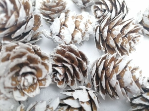 Macro detail of natural pine cones with white snow spray effect on a clean background