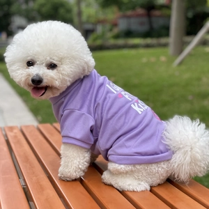 White Bichon dog wearing a purple cotton t-shirt with Free Kisses print on a wooden bench