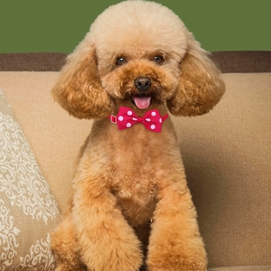 Pink polka dot pet bowtie collar on a brown teddy dog with an adjustable buckle