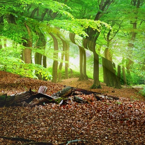 Detailaufnahme von dichtem Stoff mit Wald-Print und sichtbarer Webstruktur
