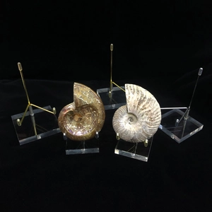 Macro detail of fossil ammonites on transparent acrylic display stands with metal arms