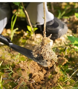 Close-up of a black manganese steel garden trowel digging into soil for transplanting