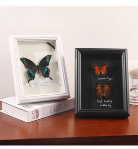 Detail of 3D shadow box frames with real butterfly specimens on a wooden desk