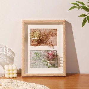 Macro detail of natural wood shadow box frame with dual botanical air plant displays