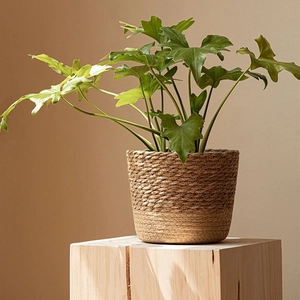 Nordic woven seagrass planter with a Philodendron plant on a modern wooden pedestal