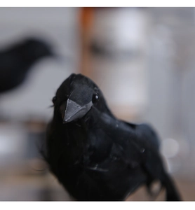 Detailed close-up of a realistic black crow head with fine feather textures and sharp beak