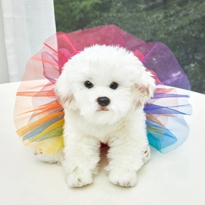 Rainbow multi-layer tutu skirt for pets shown on a white plush dog model in natural light