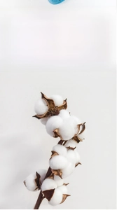 Gros plan sur une branche de coton naturel pour un tissu doux et respectueux de la peau