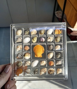 Clear acrylic magnetic display box showing small natural sea shell specimen collection