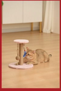 Golden British Shorthair cat playing with sisal scratching post and feather toy