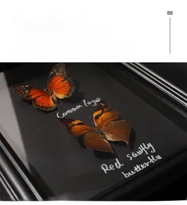 Close-up of Common Tiger butterfly specimens in a 3D hollow black wooden shadow box