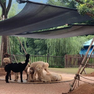 Outdoor view of various alpacas in black, brown, and cream colors behind a fence