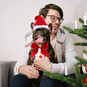 Close-up of red plush pet Christmas hat and bow tie with gold bell on French Bulldog