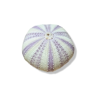 Natural purple and white sea urchin shell specimen for home decor and air plant pots