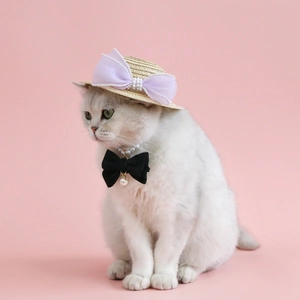 Detail of pet straw hat with lavender bow and velvet pearl bowtie on a white cat