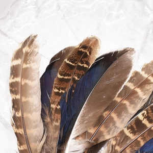 Macro shot of natural peacock feathers with brown stripes and glossy blue hues